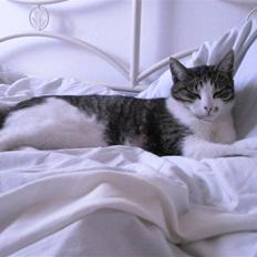 Blanding af racer Speedy