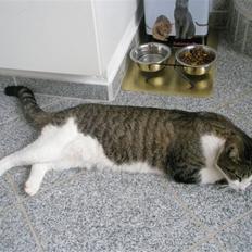 Blanding af racer Speedy