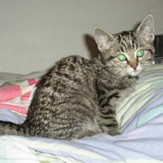 Huskat Milton (flyttet)