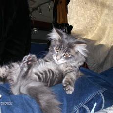 Maine Coon Dk Lionpark´s Idor R.I.P 