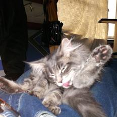 Maine Coon Dk Lionpark´s Idor R.I.P 