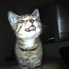 Huskat Kaspar