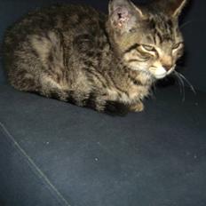 Huskat Kaspar