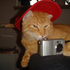 Huskat Oliver (Ollie) *Mikki's*