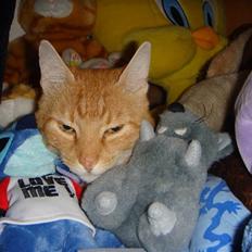 Huskat Oliver (Ollie) *Mikki's*