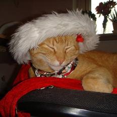 Huskat Oliver (Ollie) *Mikki's*