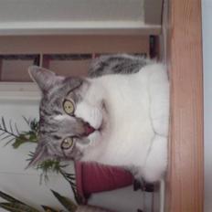 Huskat pelle