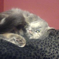 Huskat Mille- DØD SAVN<3