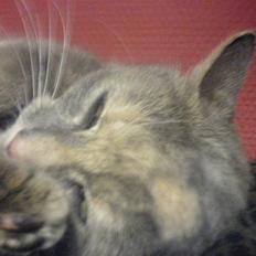 Huskat Mille- DØD SAVN<3