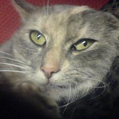 Huskat Mille- DØD SAVN<3