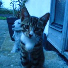 Blanding af racer Rambo