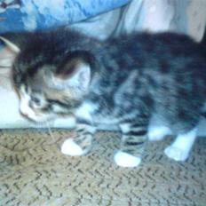 Blanding af racer Rambo