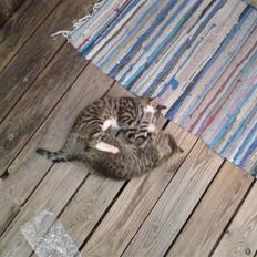 Blanding af racer Rambo