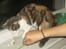 Huskat Nuggie - Johanna leger lidt med mus :D <3