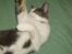 Huskat Nuggie - Legesyg :b