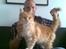 Maine Coon Farina - Her er jeg hos Far,vi holder meget a hinanden ;O)) Fars pige som man siger..
