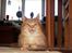 Maine Coon Farina - Jeg elsker rejer... Og vil gerne lege lidt med dem inden jeg nyder dem Mums...