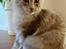 Maine Coon Blessed from above - Knap 5 mdr.