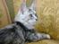 Maine Coon Blessed from above - Knap 5 mdr-