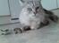 Maine Coon Twinkle  R.I.P - Se den fine mus jeg har fanget