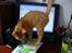 Huskat Oliver - Oliver vil meget gerne fange cursoren!