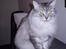 Blanding af racer RIP Cleo  - Smukke Cleo