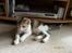Huskat Amili (Mille) - 12/9
