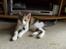 Huskat Amili (Mille) - 12/9