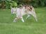 Bengal  Sesse *IP* - Sesse i haven NYT 13/11