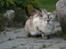 Bengal  Sesse *IP* - Sesse i haven NYT 13/11
