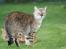 Bengal  Toulouse*GIP* - Toulouse i Haven... NYT 13/9
