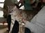 Bengal  Toulouse*GIP* - Min dygtige store dreng i Hamburg 8/9-9