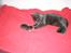 Huskat Lucky - Lucky med Pyrus et par dage gammel