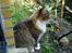 Maine Coon Skibskattens Hugo Boss 