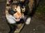 Huskat * Kylle *