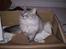 Blanding af racer RIP Cleo  - Cleo:o)