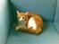 Huskat  Garfield 
