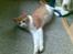 Huskat  Garfield 