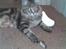 Maine Coon Belmicoon´s El´Dorro
