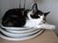 Huskat Tulle (Tullemus) - katten der ligger på mange underlige måder