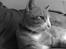 Huskat Michael R.I.P.