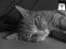 Huskat Michael R.I.P.