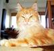Maine Coon Farina