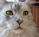 Maine Coon Tahquamenons Felicia RIP