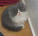Perser Blob