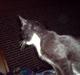 Huskat Tisser