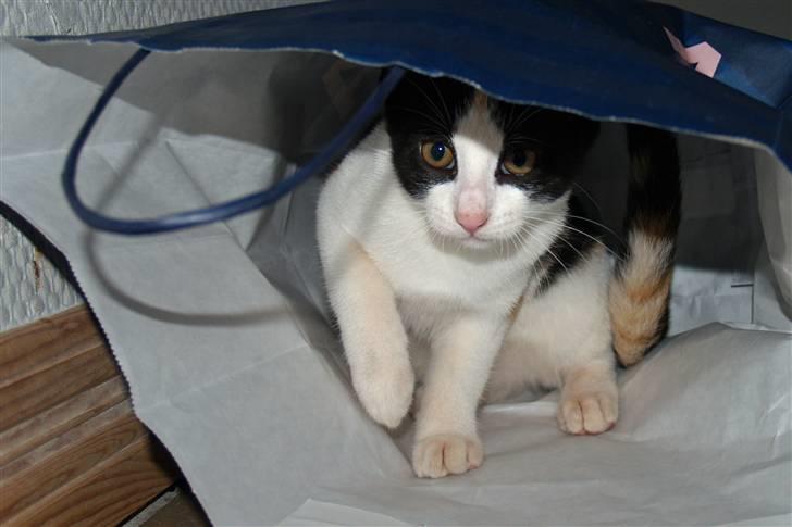 Huskat Lillefis billede 9