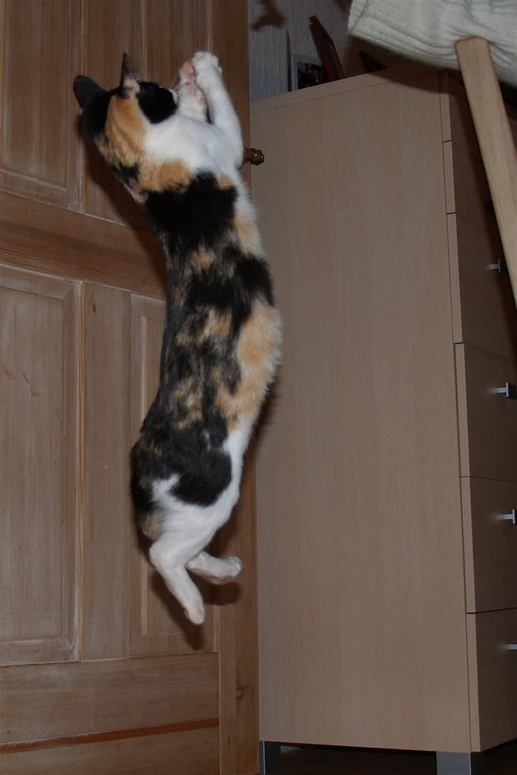 Huskat Lillefis billede 10