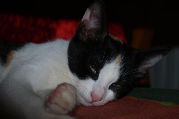 Huskat Lillefis billede 11