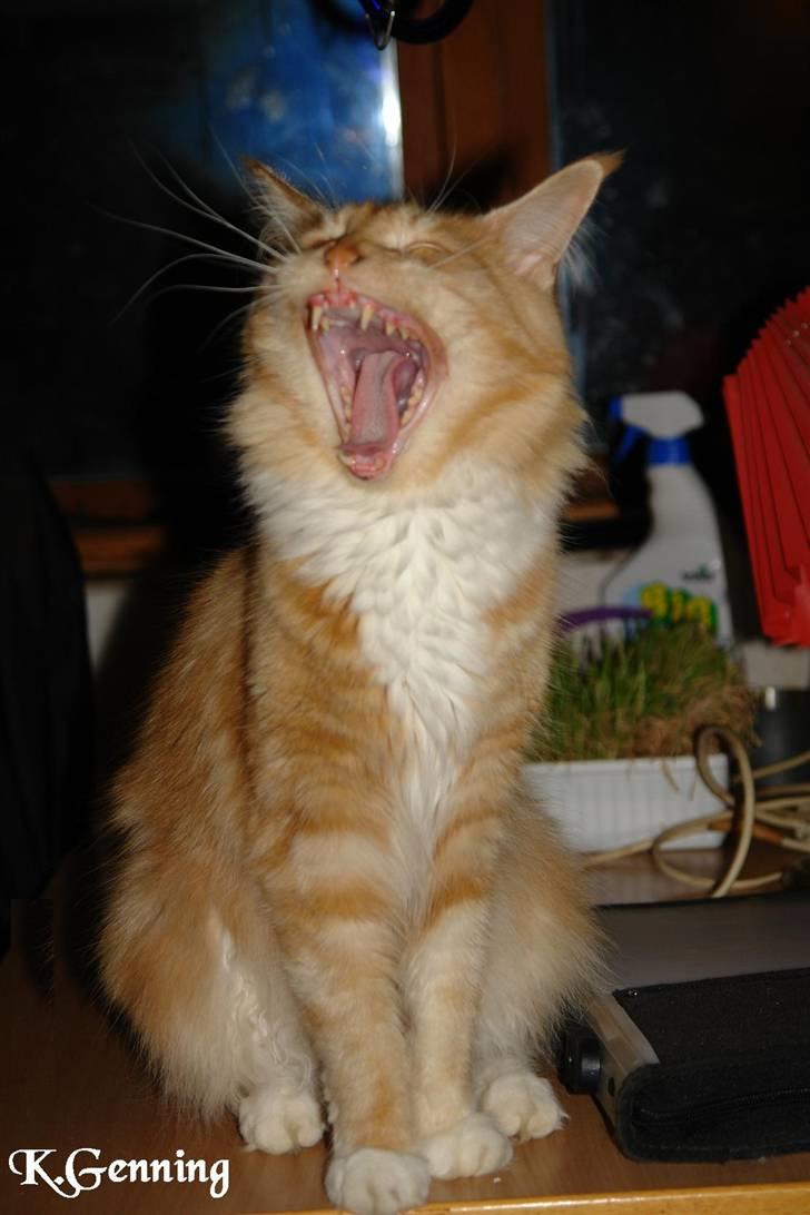 Maine Coon DK Thessen Rosita billede 17